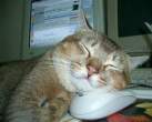 3265_1633_cat-sleeps-with-mouse.jpg