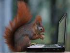 5621_2811_squirrel-hacker.jpg