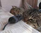5927_2964_very-brave-mouse.jpg