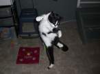 Break Dancing Cat.jpg