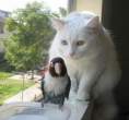 4927_2464_oblivious-bird.jpg