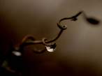 [WallpapersMania.nnm.ru]_vol55-026.jpg