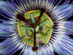Passion Flower.jpg