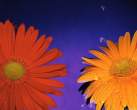 2gerberas.jpg