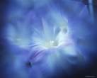 blue_flower.jpg