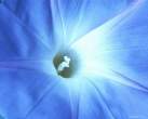 blue_flower_3.jpg