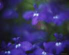 blue_flowers.jpg