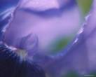 blue_petals_2.jpg