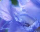 blue_petals_3.jpg