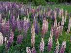 Cluster_of_Lupine_Minnesota250774_5.jpg