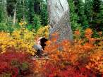 Autumn_at_Heather_Meadows_North_Cascades_Washington251504_9.jpg