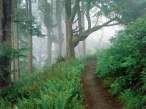 Cape_Lookout_State_Park_Oregon.jpg