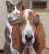 Dog and Cat Playing Guess Who.jpg