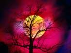 Alive With Color.jpg