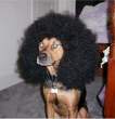 jimi hendrix.jpg