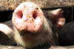 Pig Nose.jpg