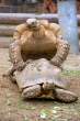88846_15_pics_ziza_122_691lo.jpg