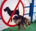 No Dogs.jpg
