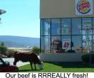 funny0052.jpg