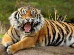 Sumatran Tiger.jpg