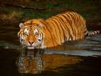 Swimming Tiger.jpg
