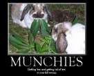 weed.jpg