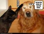 funny-dog-pictures-no-hurt.jpg