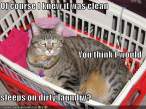 funny-pictures-cat-sleeps-on-clean-laundry.jpg