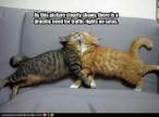 funny-pictures-sofa-needs-traffic-lights.jpg
