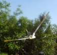 JoLe-1 V3 fl.7 04 s.jpg