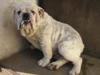 slika-Buldog-120237x640.jpg