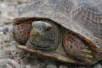 normal_ornate-box-turtle101108-10.jpg