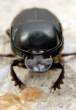 Onthophagus taurus, dung beetle.jpg