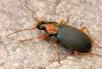 Chlaenius sp. ground beetle.jpg