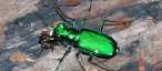 Coleoptera, smaragdno zelena.jpg