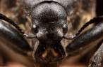 Sandalus niger cicada parasite beetle (female).jpg