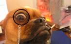 wtf-dog1.JPG