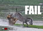 lion-fail-zerbra-win.jpg