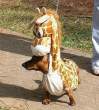 dressed_dog_05.jpg