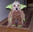 dressed_dog_09.jpg