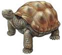 turtle-info5.gif
