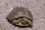 04080704PD_box_turtle.jpg