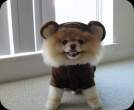 boo.png