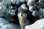 Sivi vuk (Canis Lupus).jpg