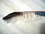 NadogrKrilaKesom 008d1.jpg