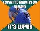 paranoid-parrot-meme-21.jpg