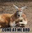 come at me kangaroo.jpg