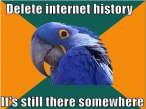 Paranoid+parrot+awesomesauce+description_fdde07_2319274.jpg