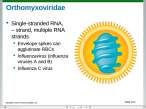 Orthomyxoviridae.jpg