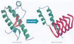I11-08-prion.jpg